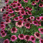 Delicious Candy Coneflower