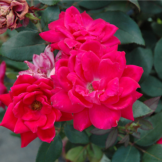 Double Knockout Rose