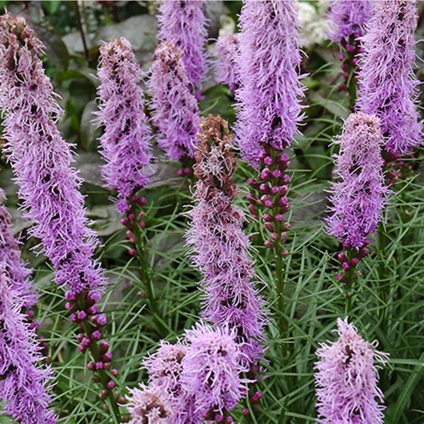 Dwarf Blazing Star