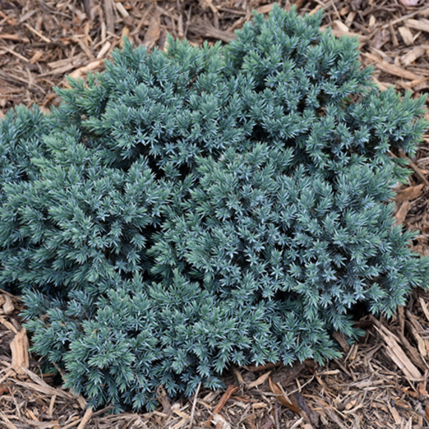 Dwarf Blue Star Juniper