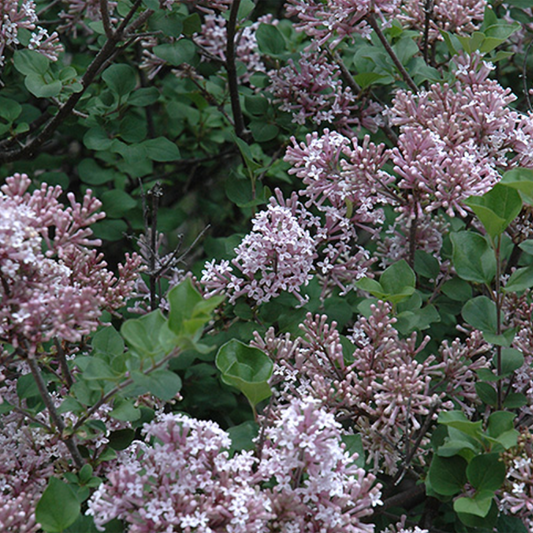 Dwarf Korean Lilac