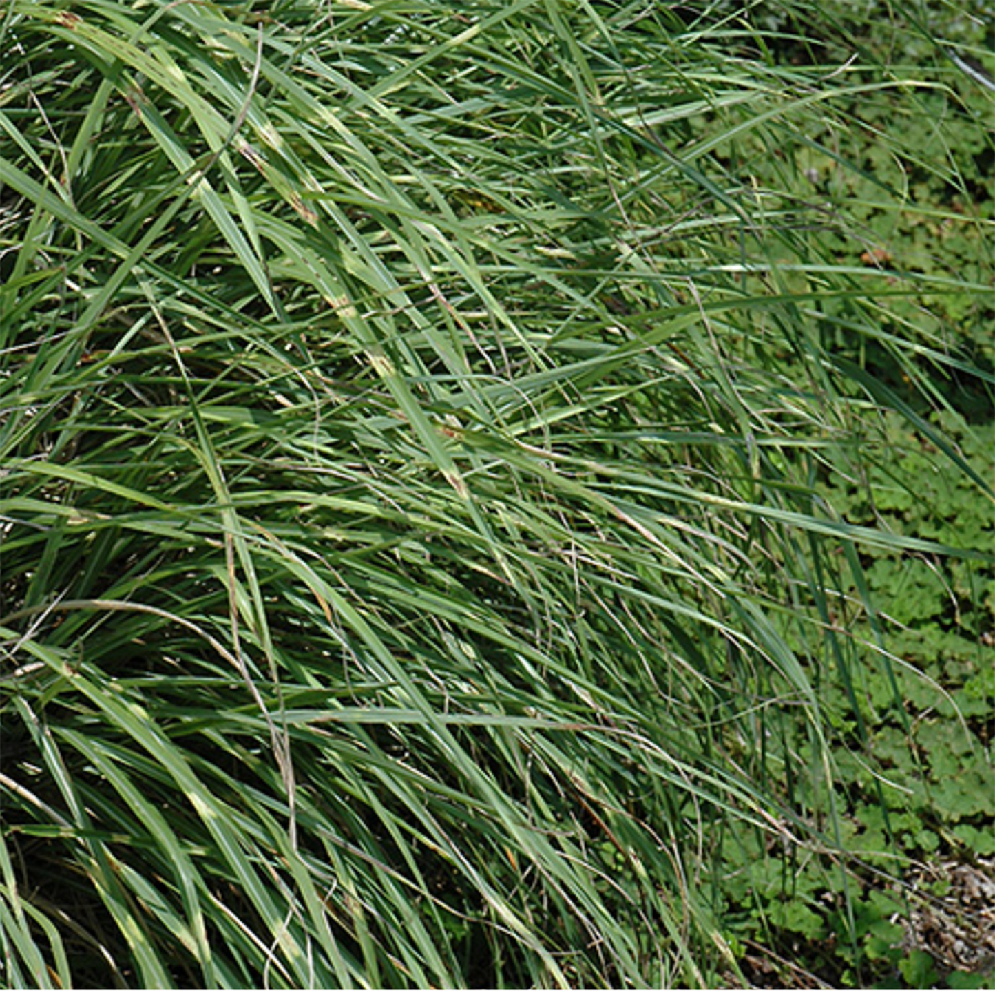 Dwarf Zebra Maiden Grass