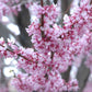 Eastern Redbud Treeform