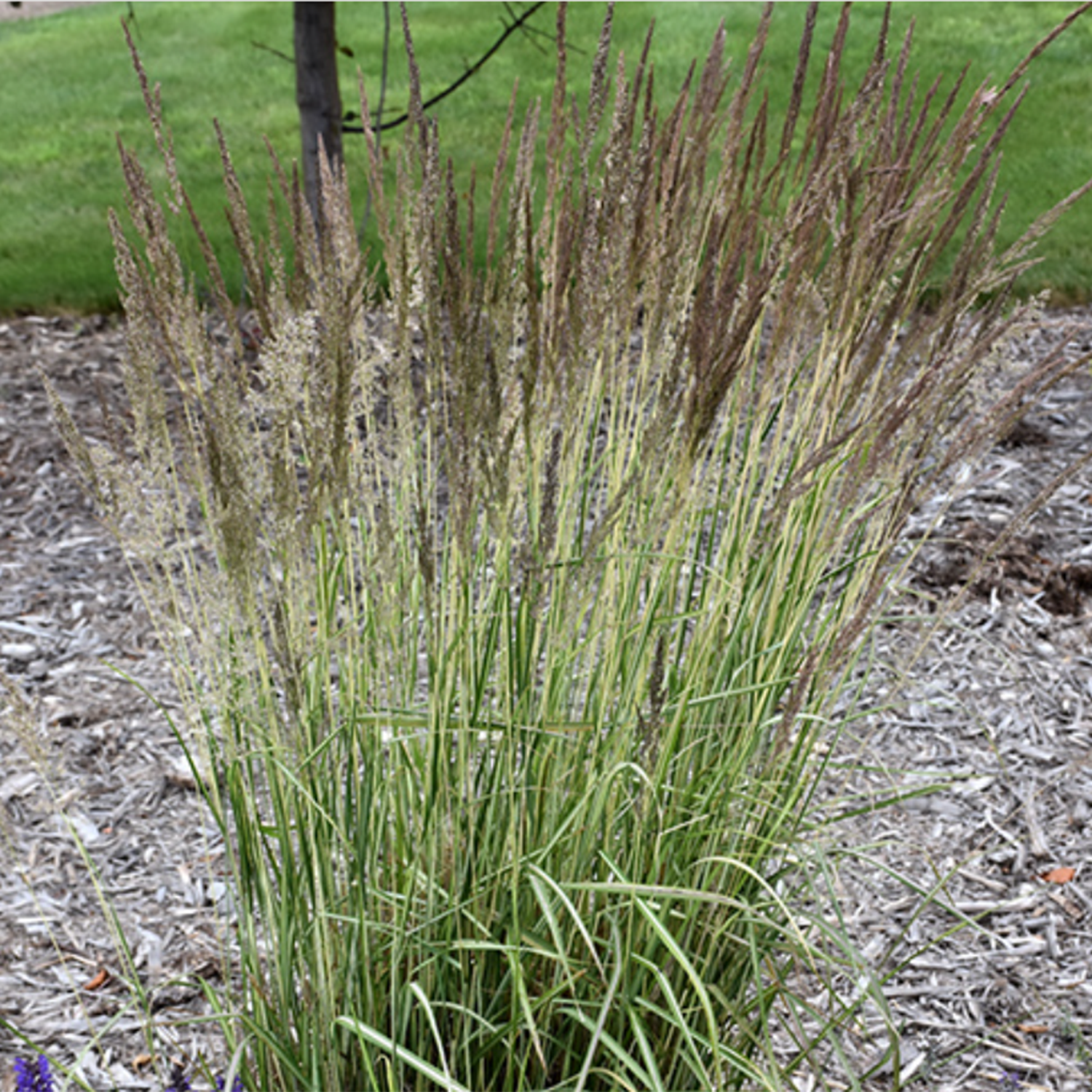Ornamental Grasses – Connon Nurseries Inc.