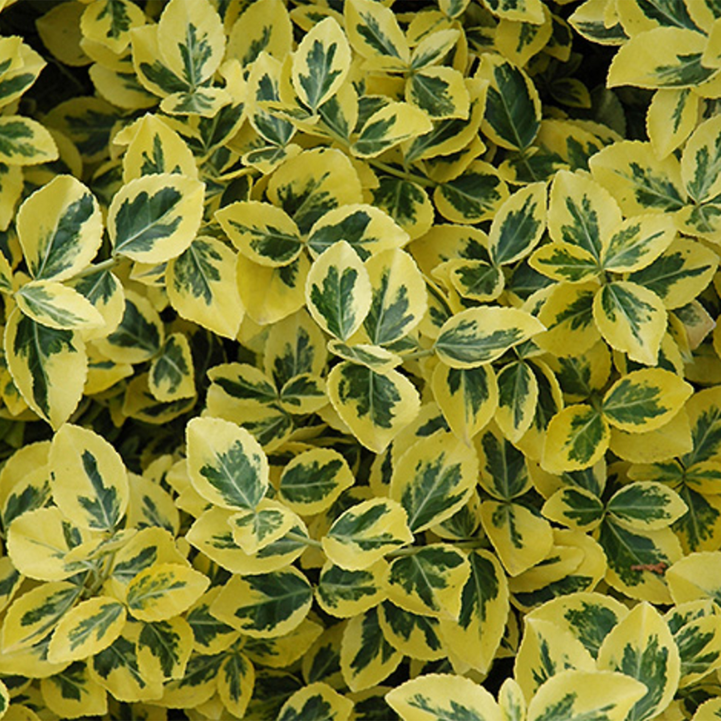 Emerald N Gold Euonymus