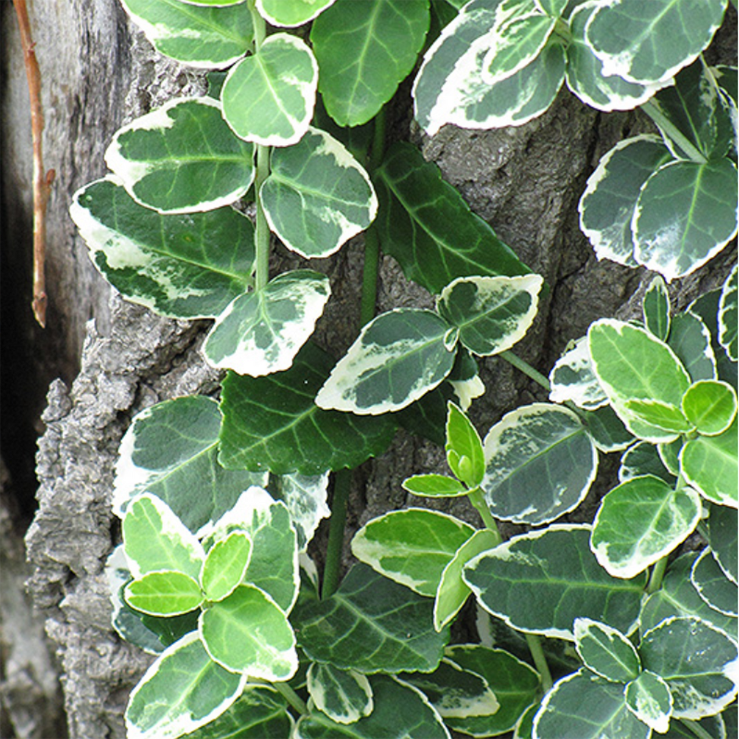 Emerald Gaiety Euonymus