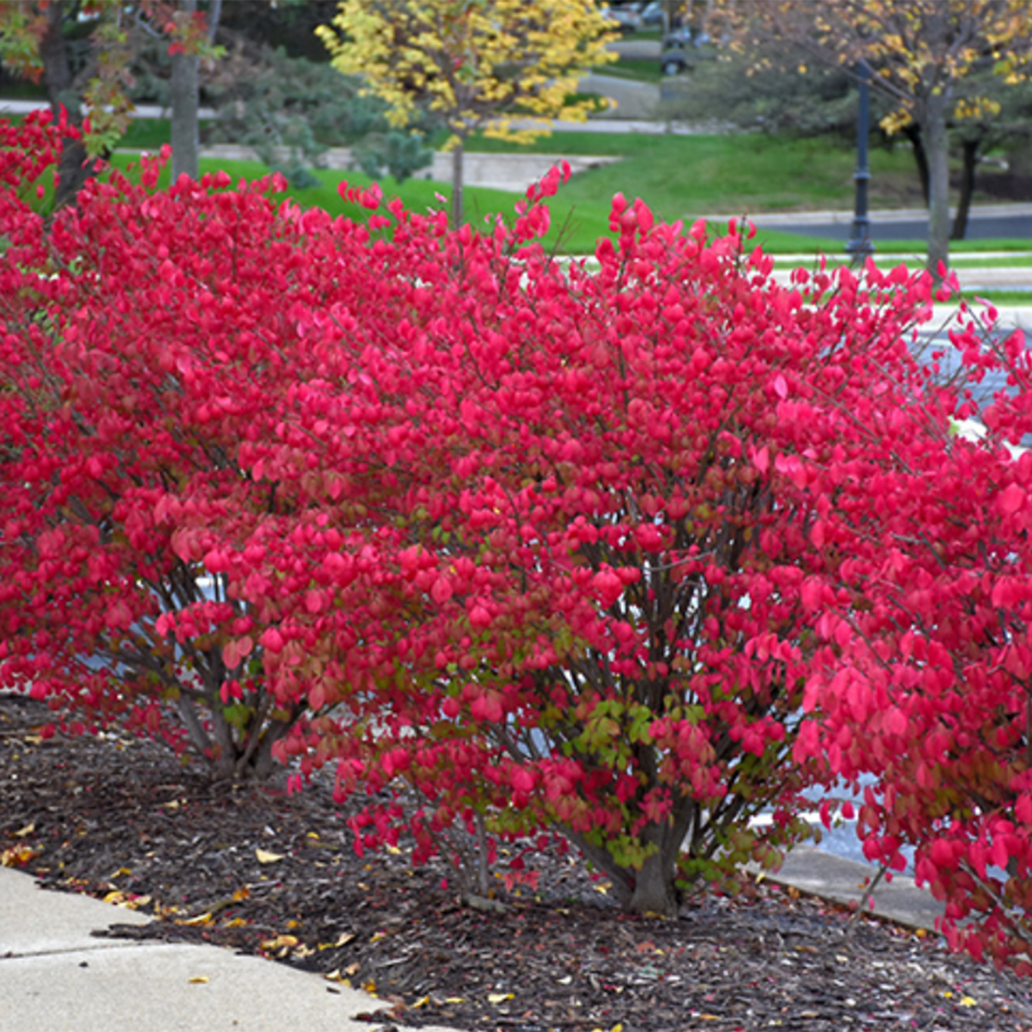 Fire Ball Compact Burning Bush