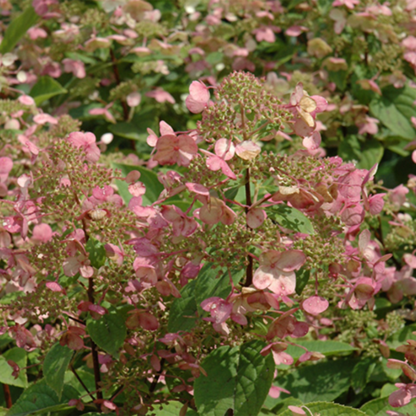 Fire And Ice Hydrangea