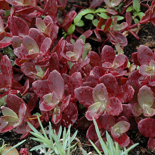 Firecracker Stonecrop