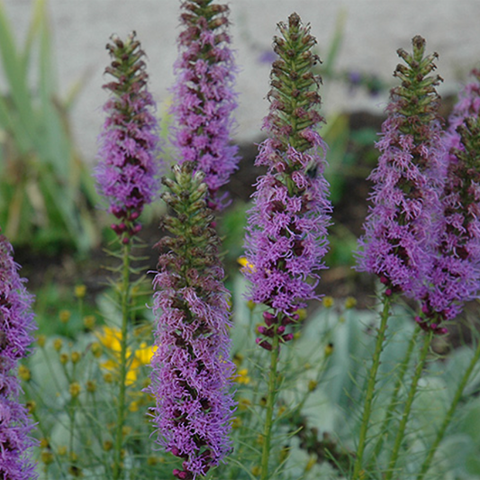 Floristan Violet Blazing Star