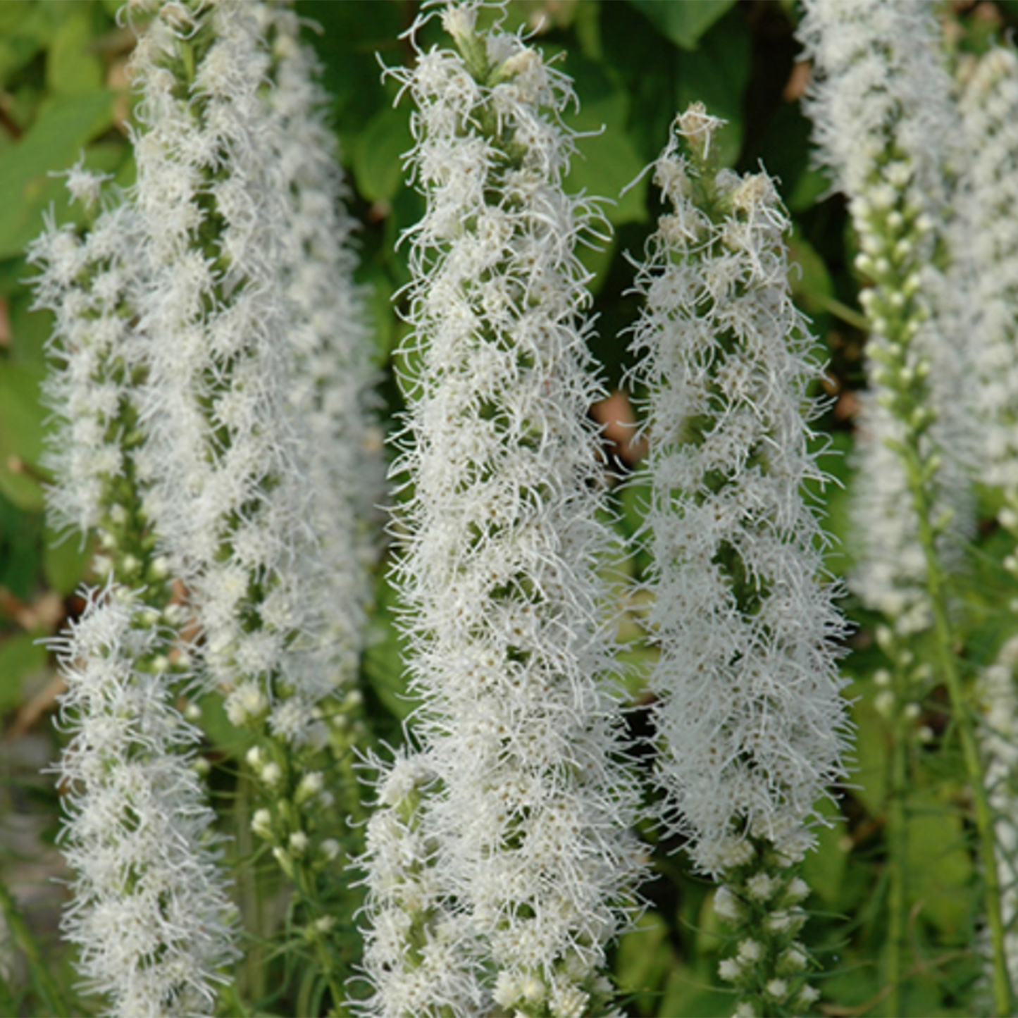 Floristan White Blazing Star