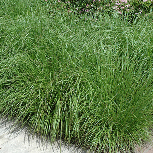 Fountain Grass