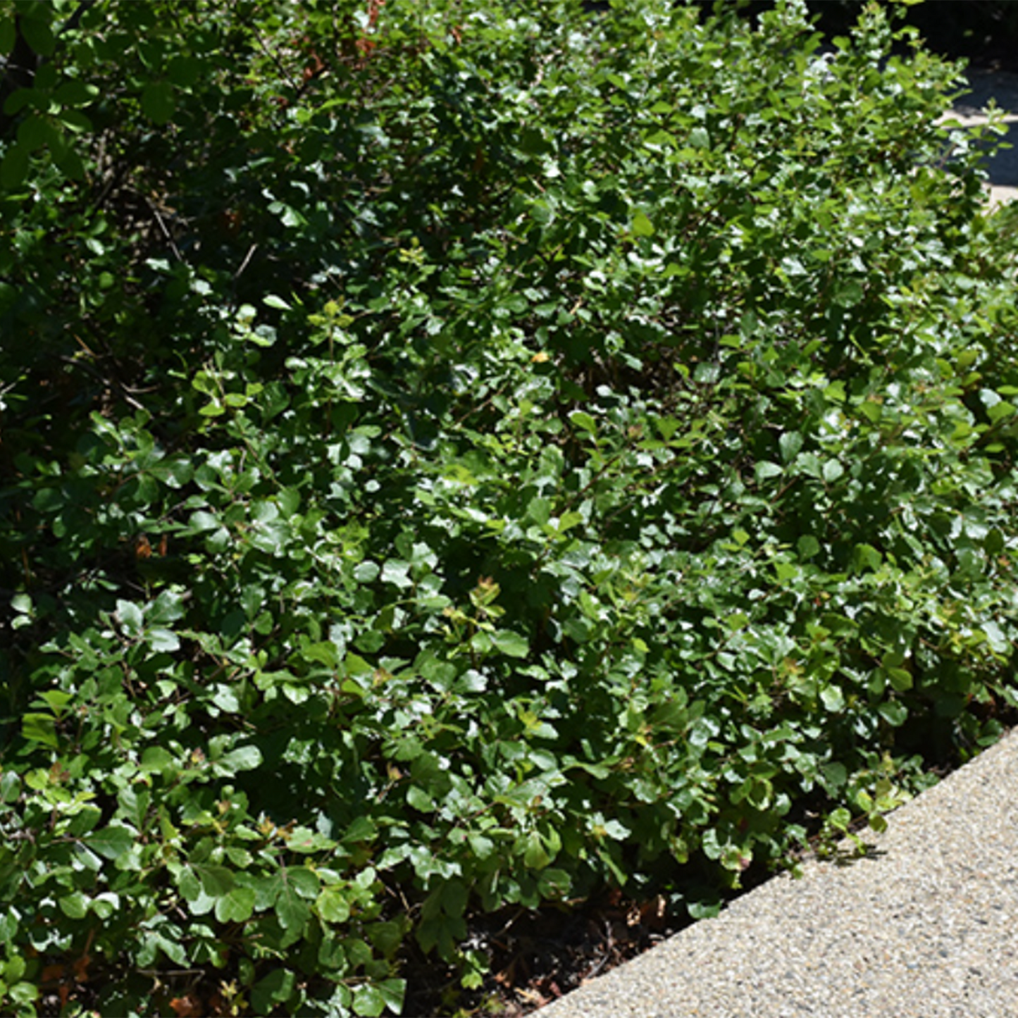 Fragrant Gro Low Sumac