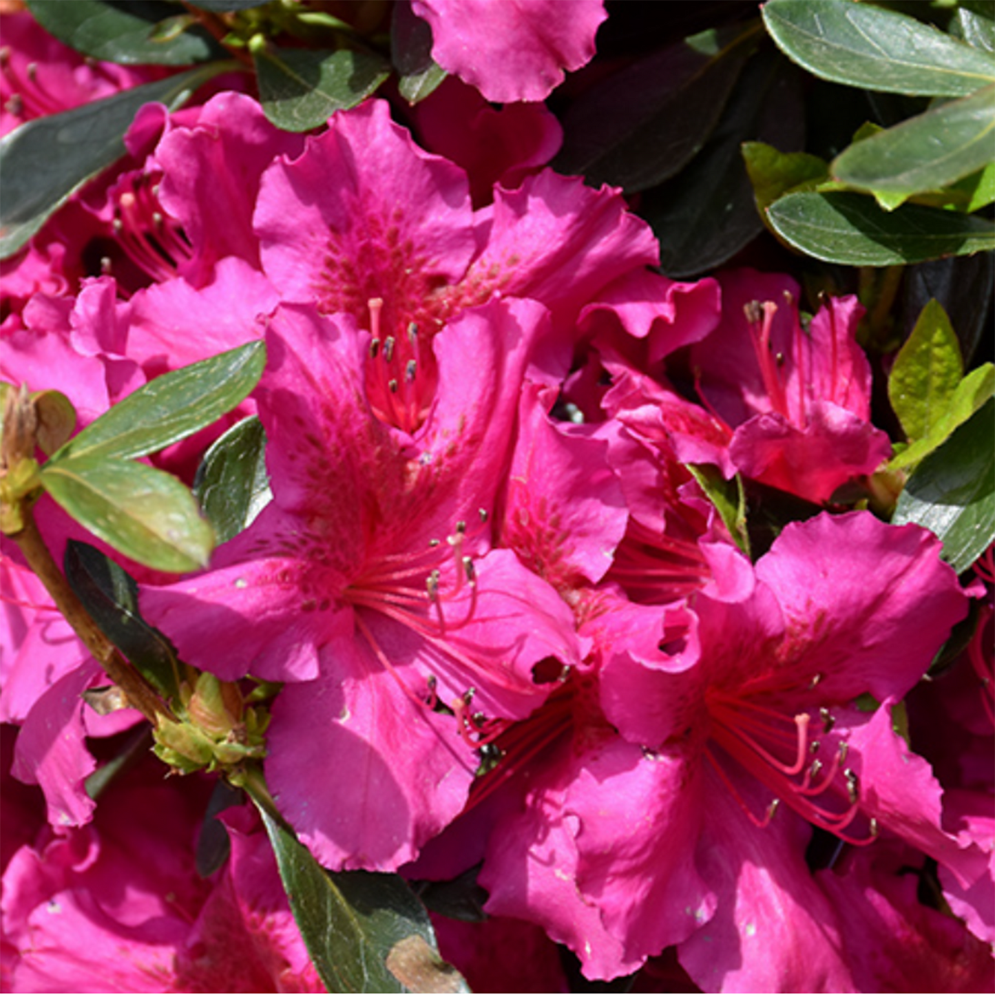 Girards Fuchsia Azalea