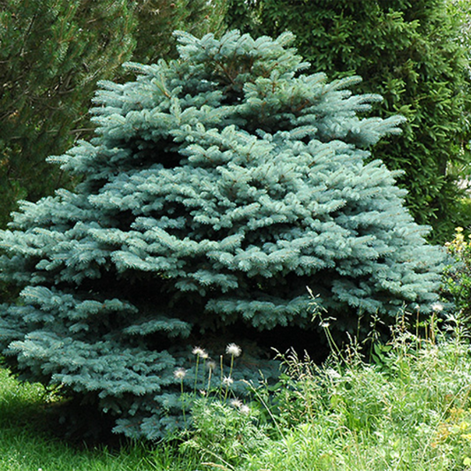 Globe Blue Spruce