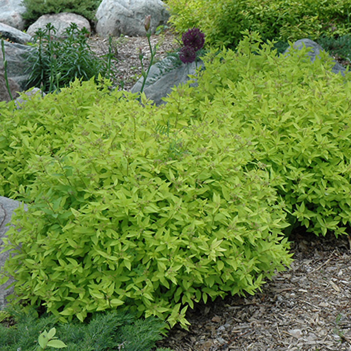 Gold Mound Spirea