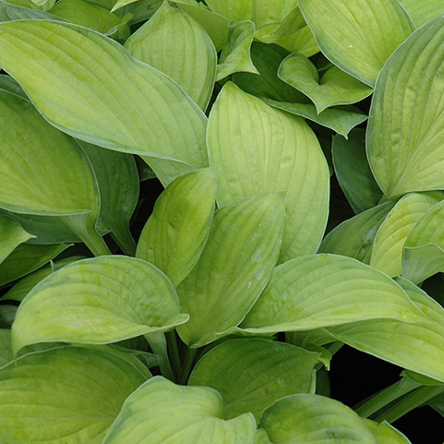 Gold Standard Hosta