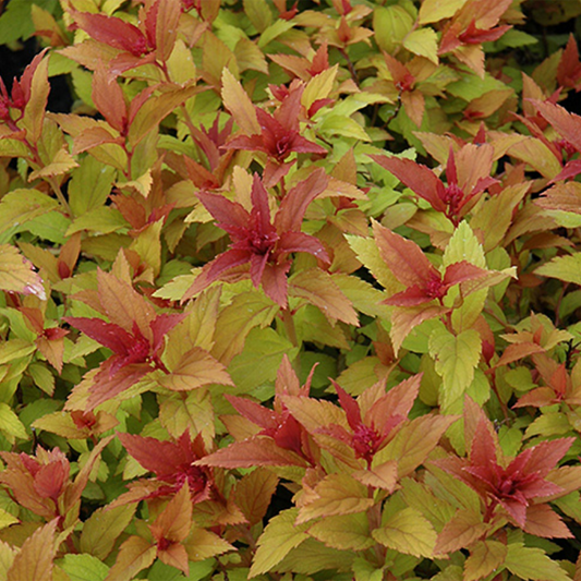 Goldflame Spirea