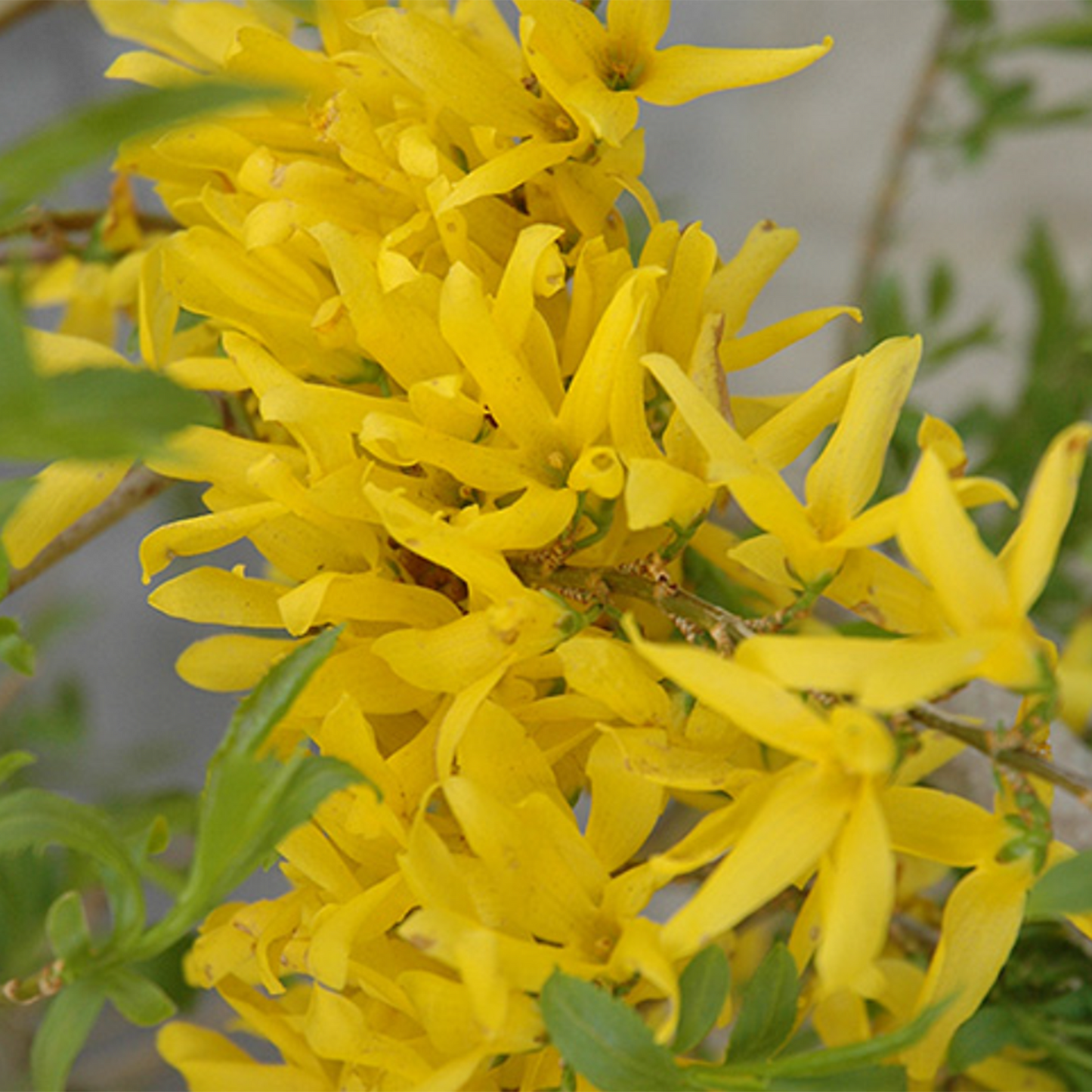 Gold Tide Forsythia