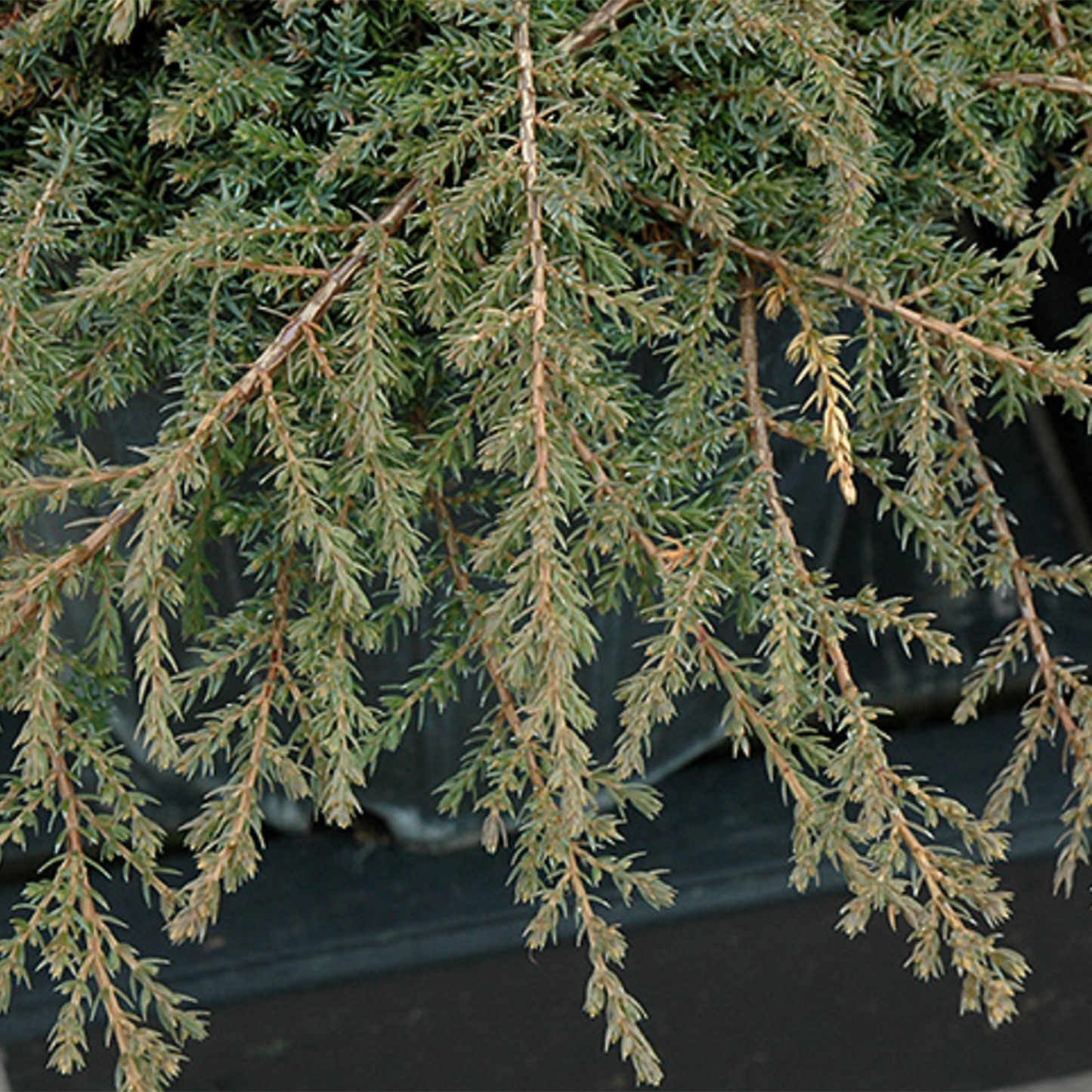 Green Carpet Juniper