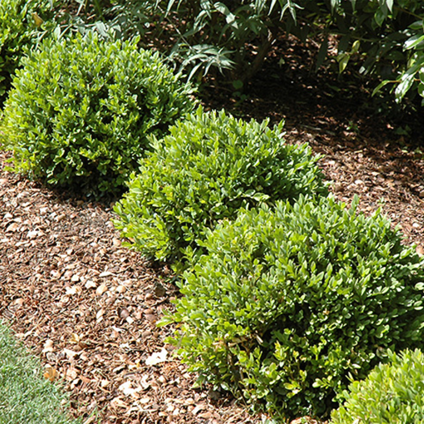 Green Velvet Boxwood