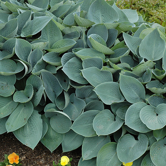 Halcyon Hosta