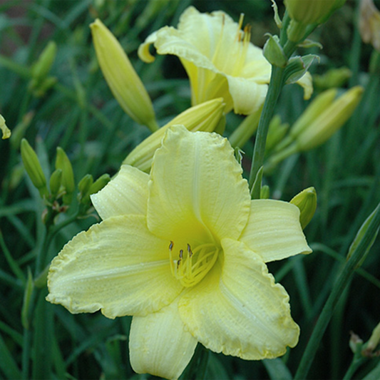 Happy Returns Daylily