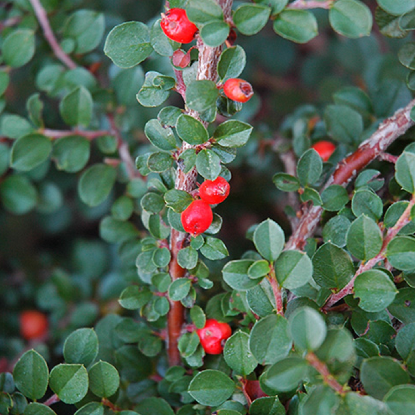 Hesii Cotoneaster