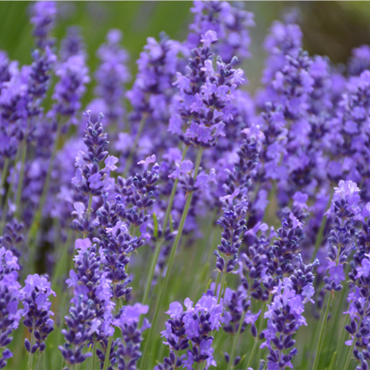 Hidcote English Lavender