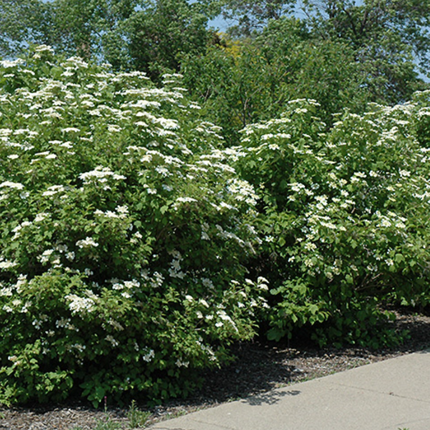 Highbush Cranberry Viburnum