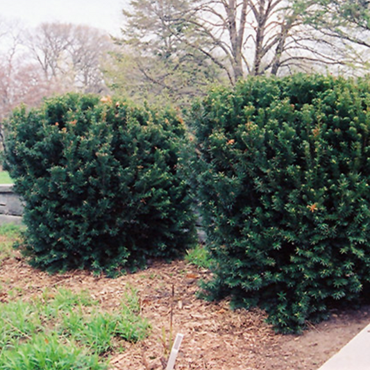 Hill's Yew