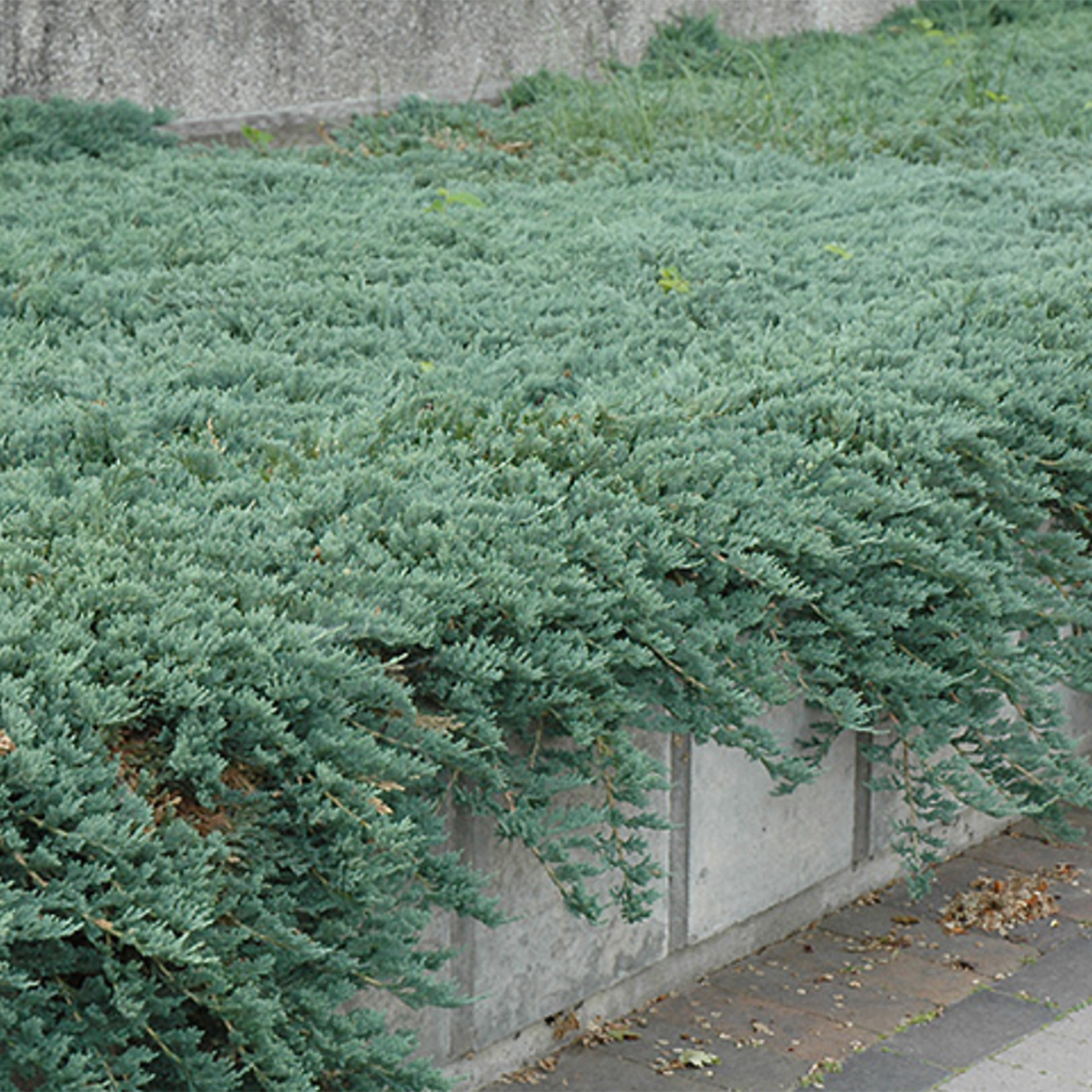 Icee Blue Juniper