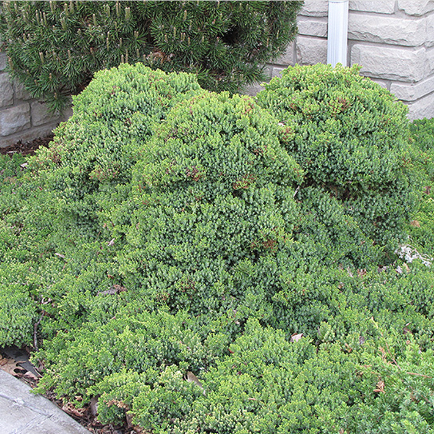 Japanese Garden Juniper