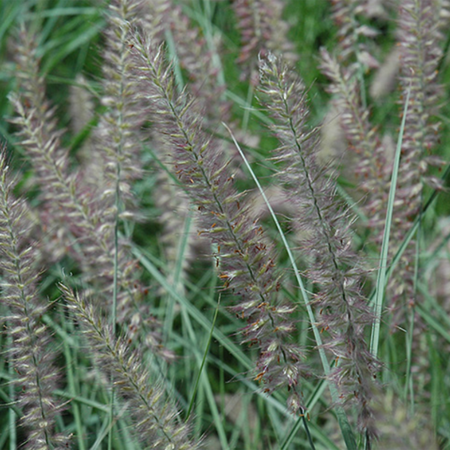 Karley Rose Fountain Grass