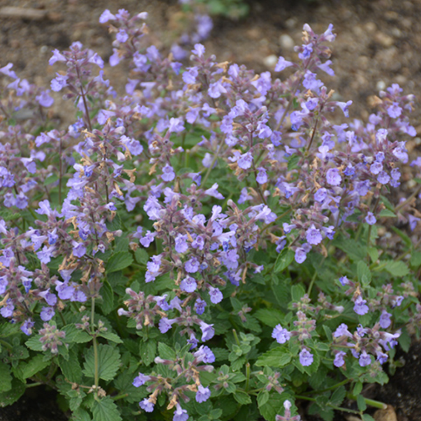 Kitten Around Catmint