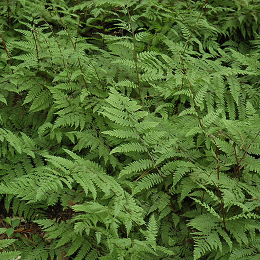 Lady Fern