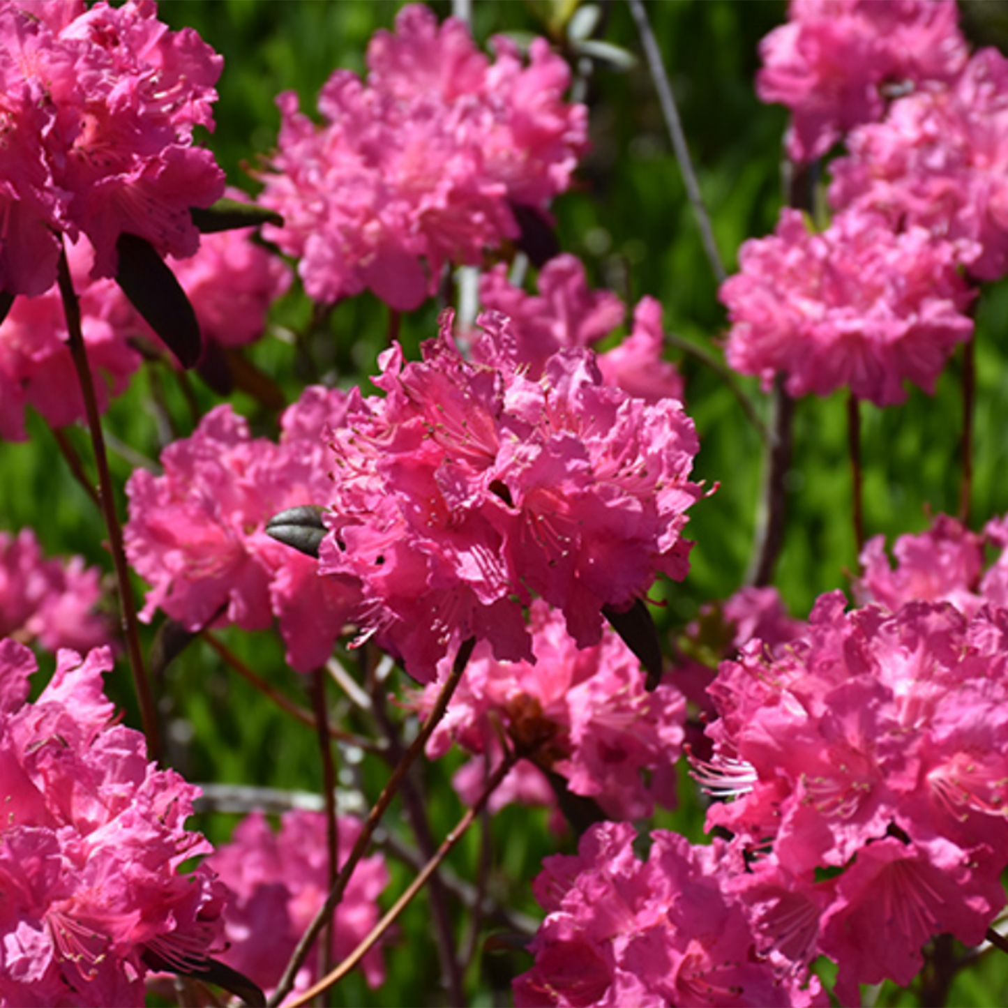 Landmark Pjm Rhododendron