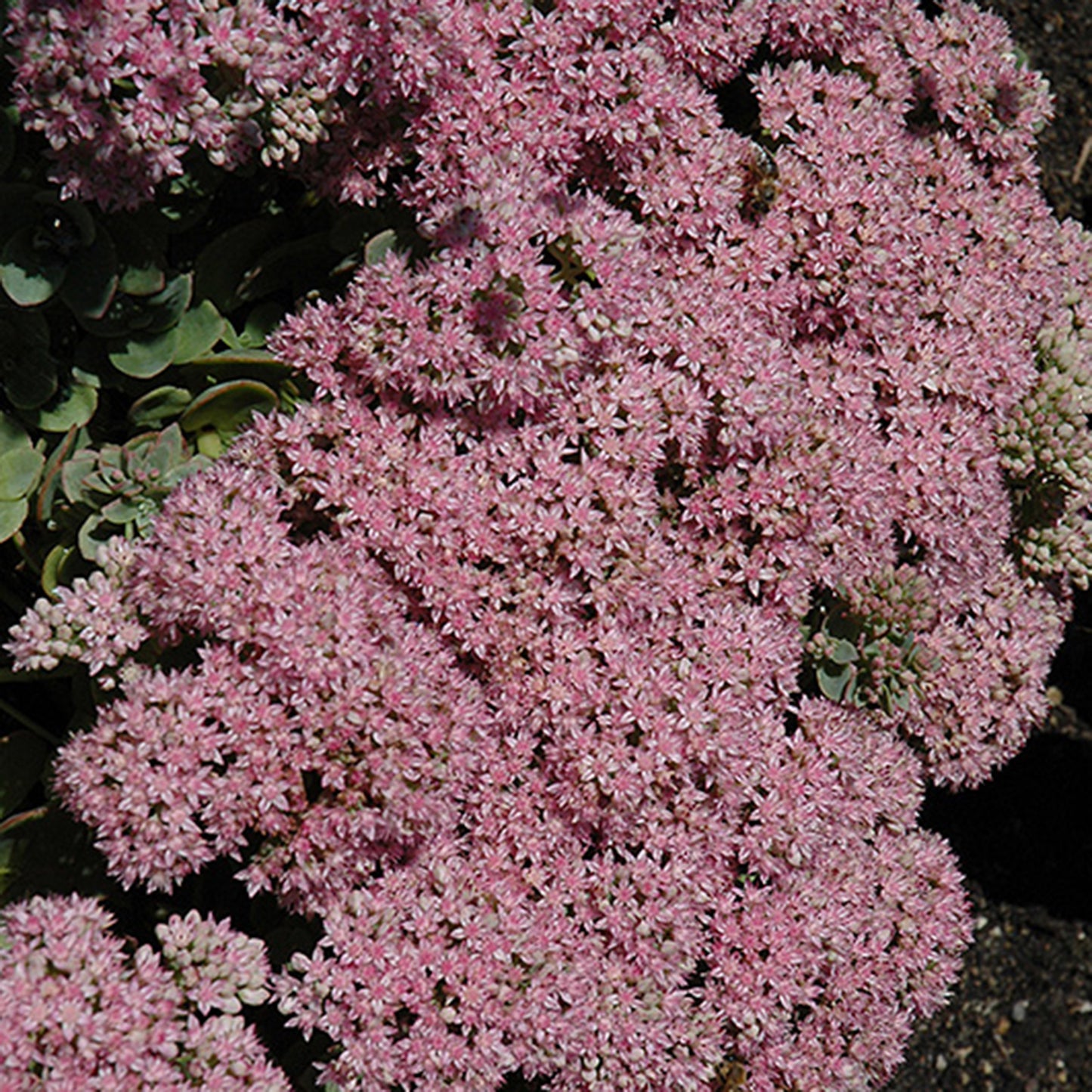 Lime Zinger Sedum