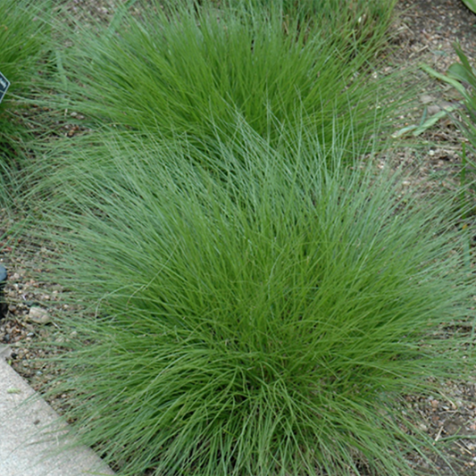 Little Bluestem