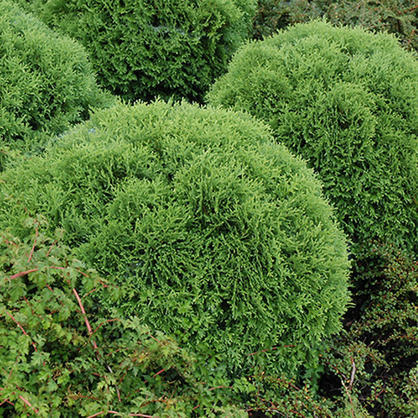 Little Giant Globe Cedar