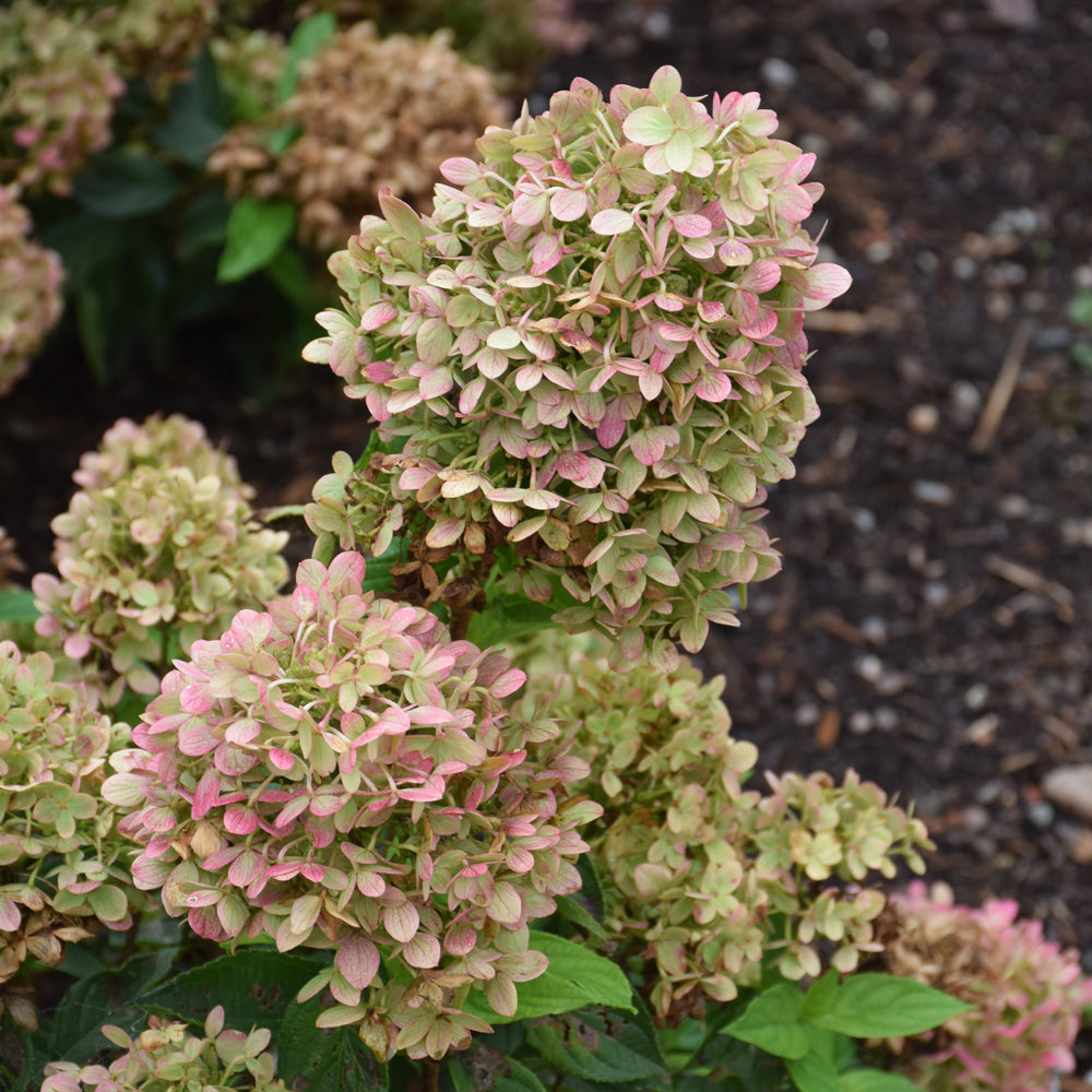 Little Lime Hydrangea