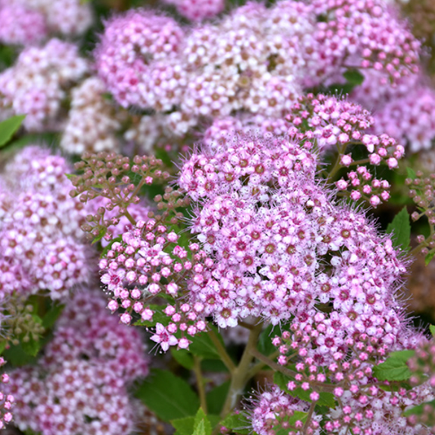 Little Princess Spirea