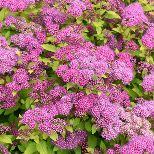 Magic Carpet Spirea