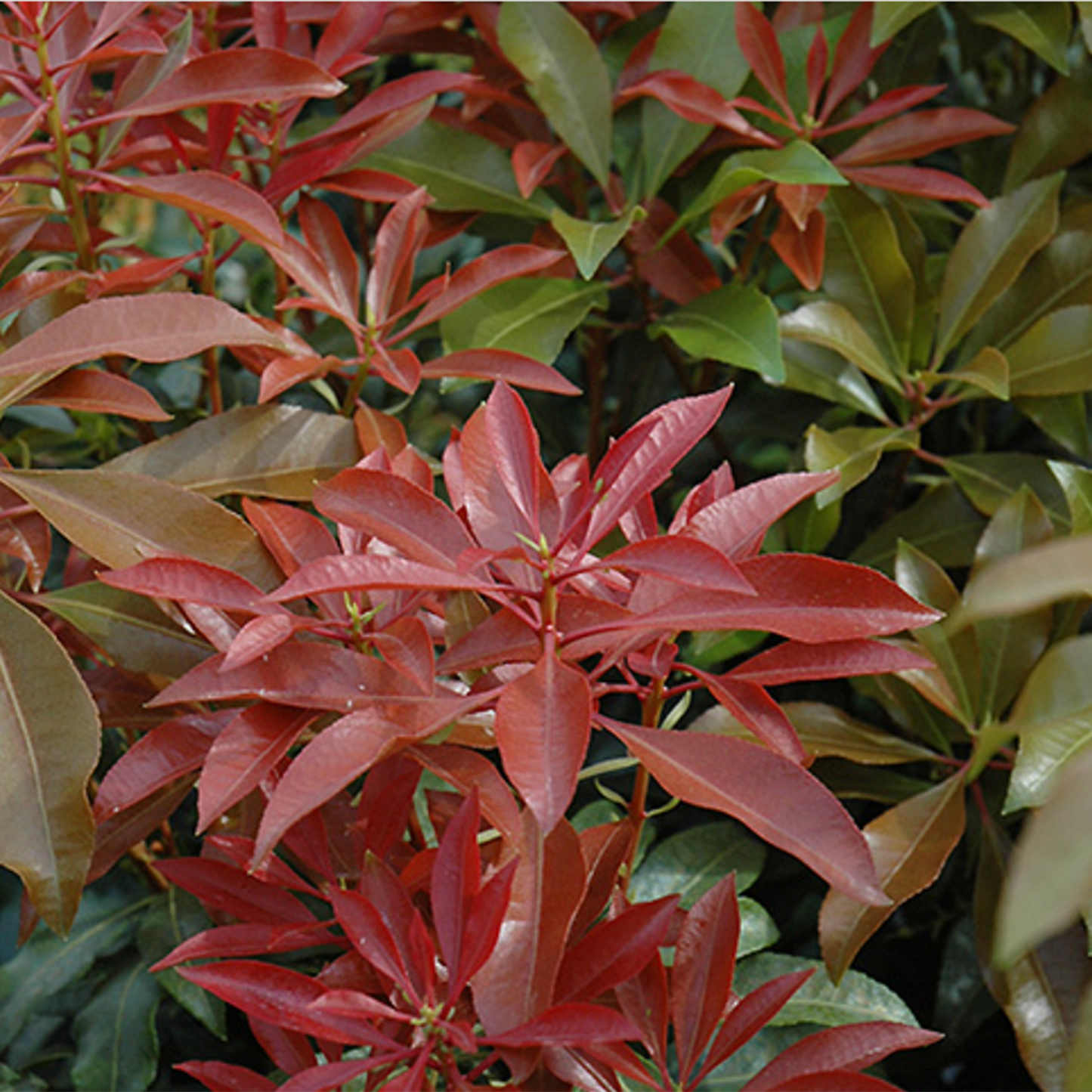 Mountain Fire Japanese Pieris