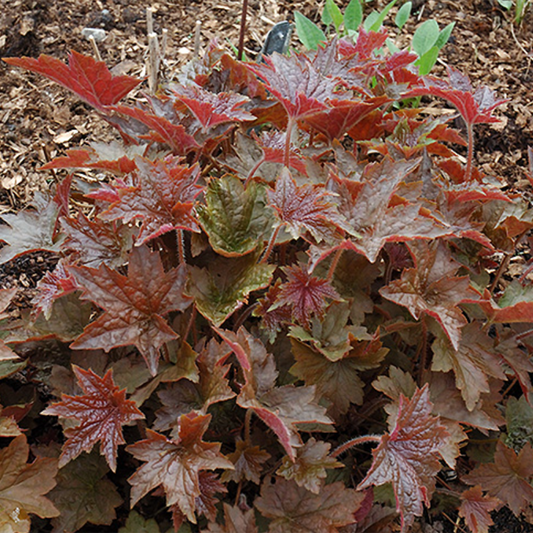 Palace Purple Coral Bells