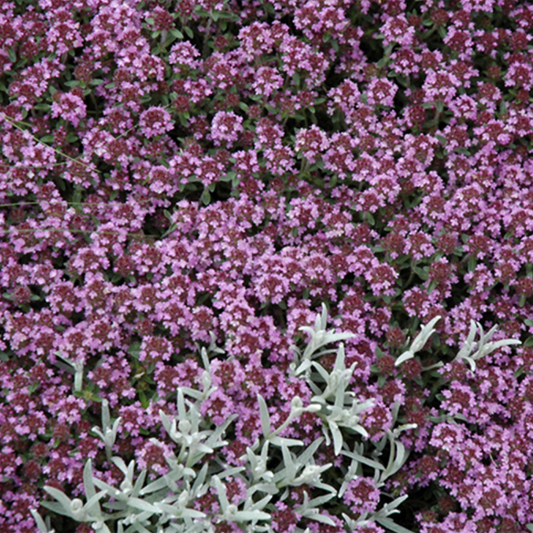 Pink Chintz Thyme