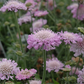 Pink Mist Pincushion Flower