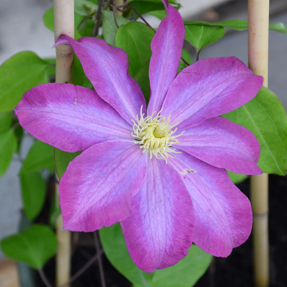 Pink Champagne Clematis