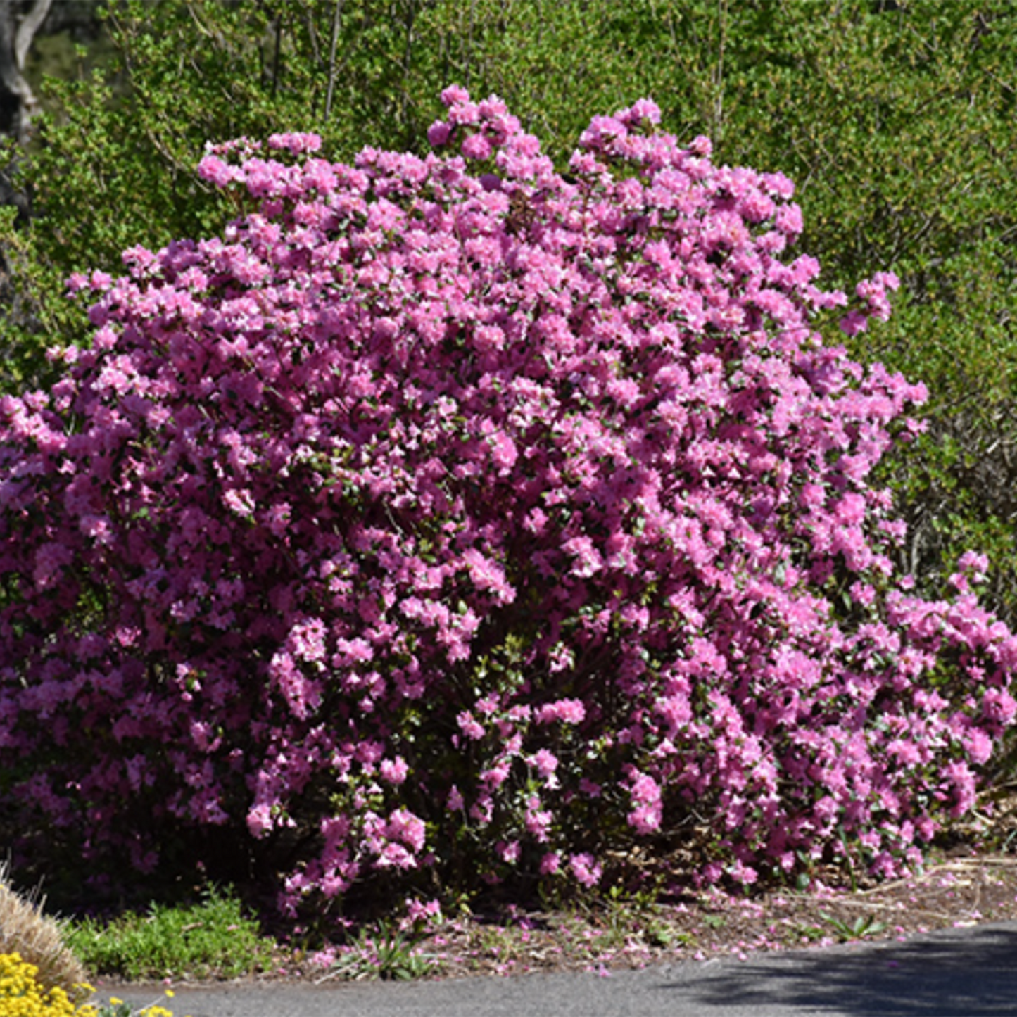 Pjm Elite Rhododendron