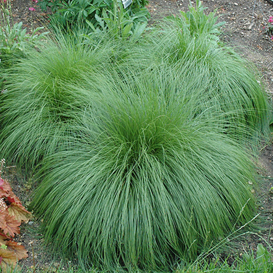 Prairie Dropseed